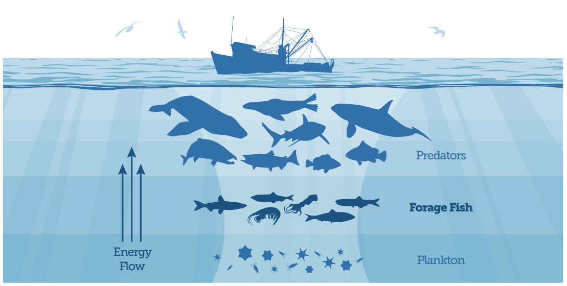 Key to a healthy food web: Forage fish