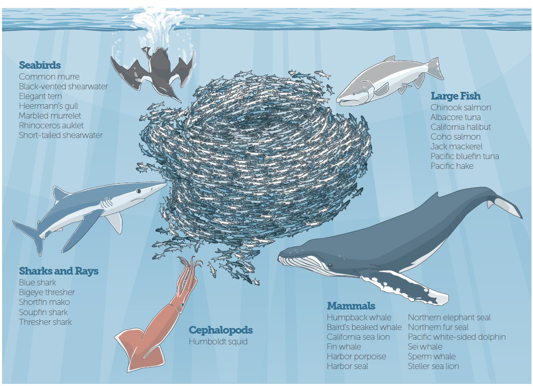 Pacific Sardines: Critical Food Source in Steep Decline