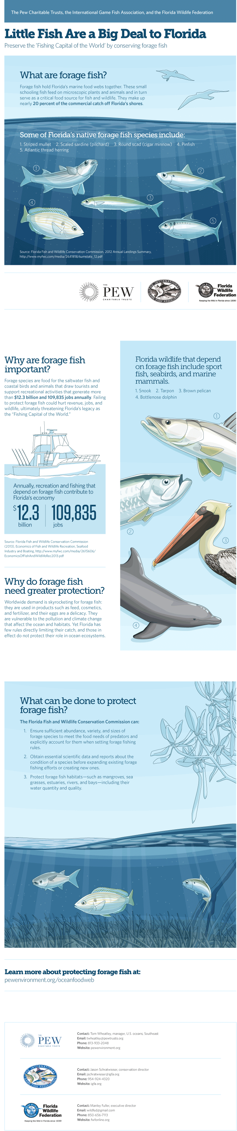 Florida Forage Fish Infographic