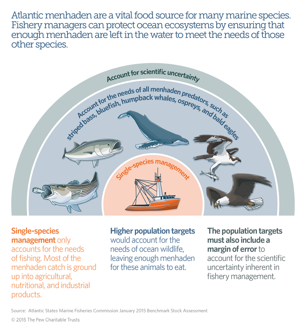 Managing Menhaden for the Good of All