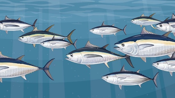 Tuna stocks