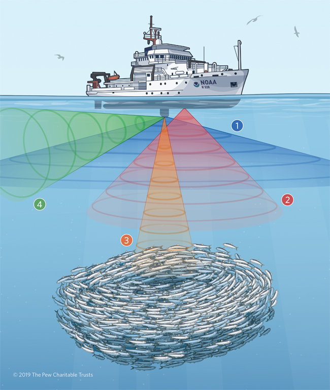 Advanced Sonar Technology Helps NOAA Count Anchovy