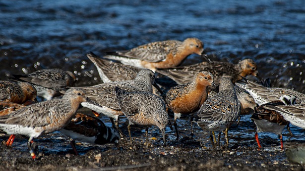 Photos Show Wildlife That Relies on Delaware Bay Shore and Watersheds