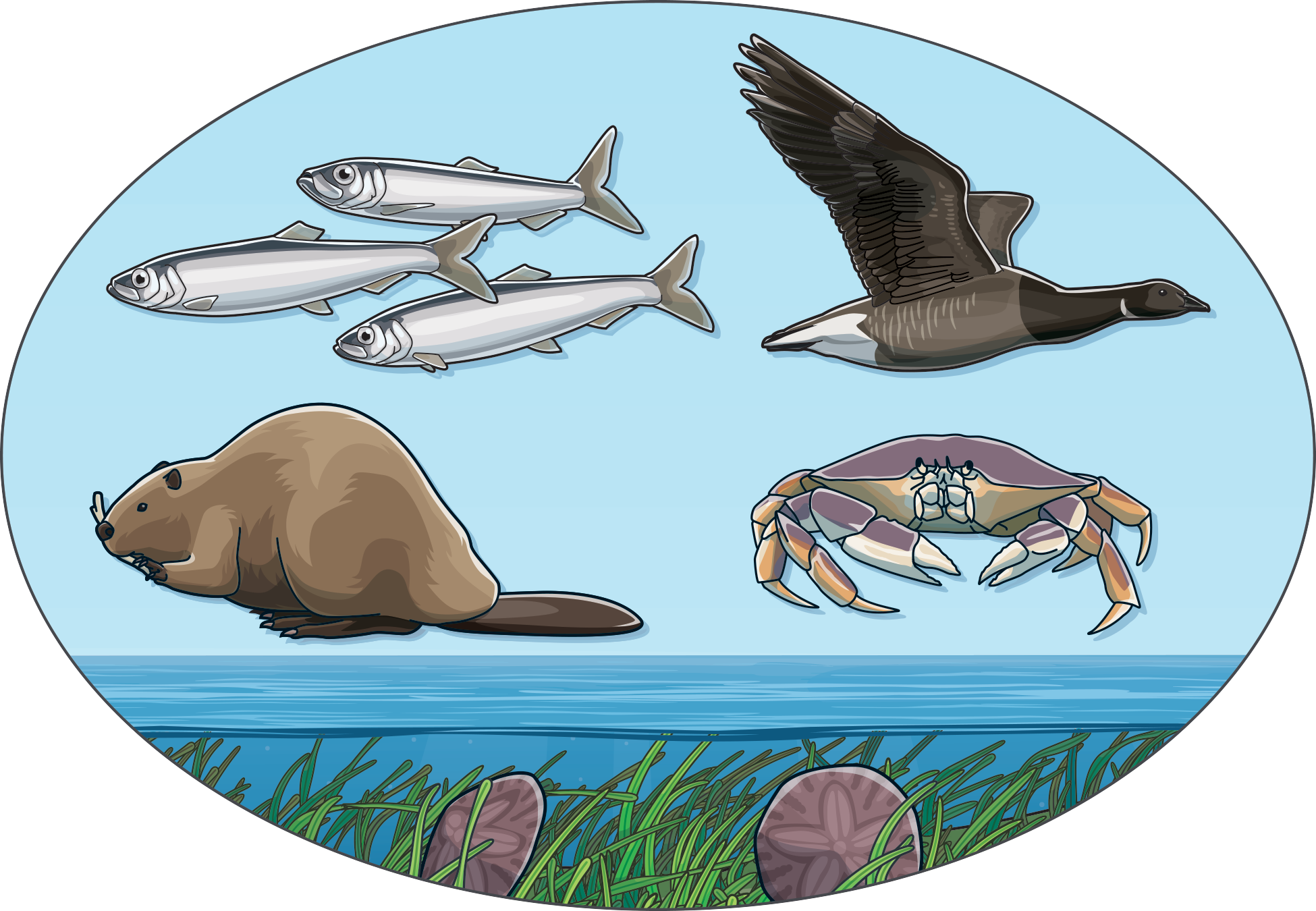 An illustration of fish, beavers. crabs, and a duck