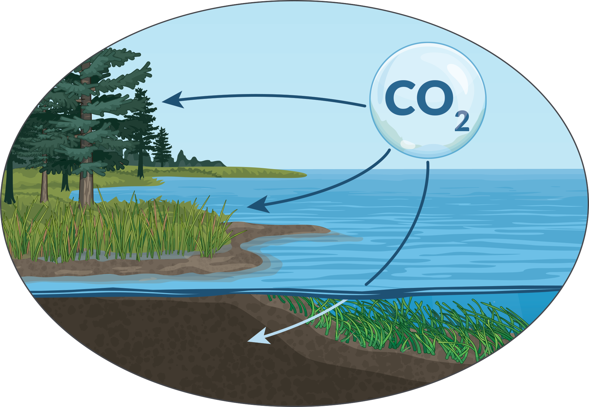 An illustration of a CO2 molecule pointing to the trees, water, and soil.