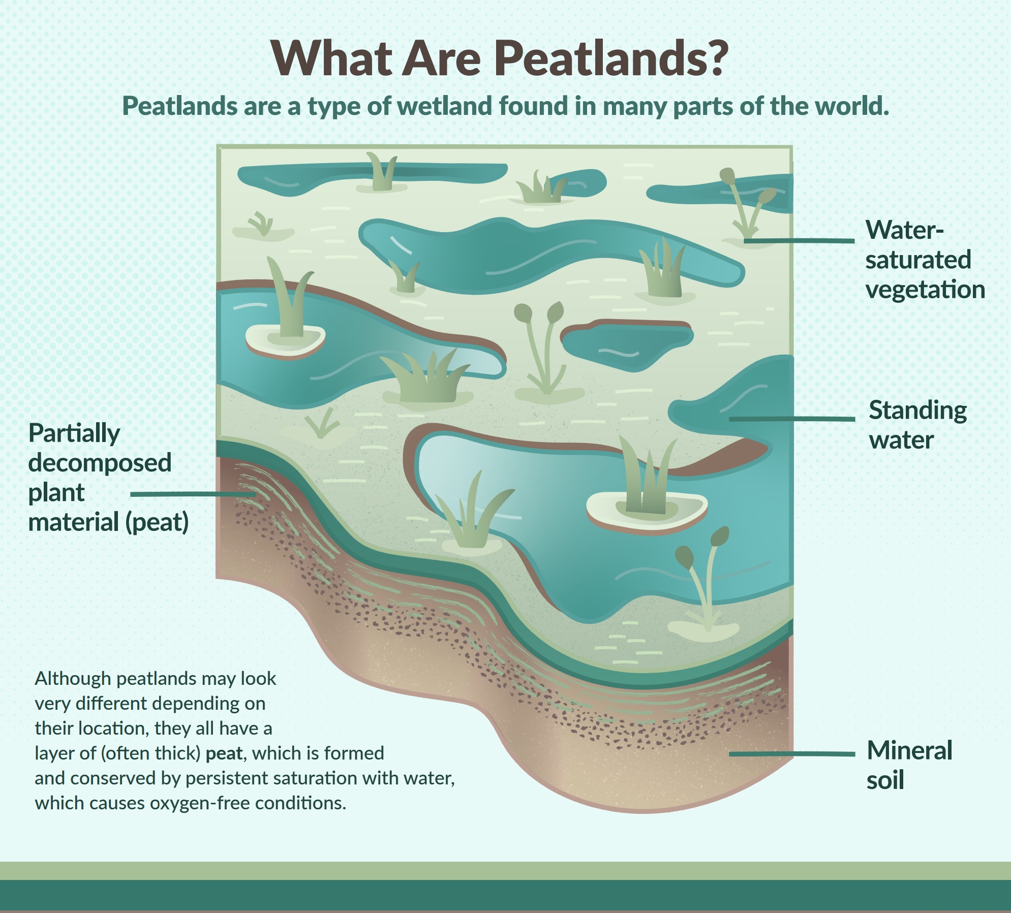 What Are Peatlands? Peatlands are a type of wetland found in many parts of the world. Although peatlands may look very different depending on their location, they all have a layer of (often thick) peat, which is formed and conserved by persistent saturation with water, which causes oxygen-free conditions. 