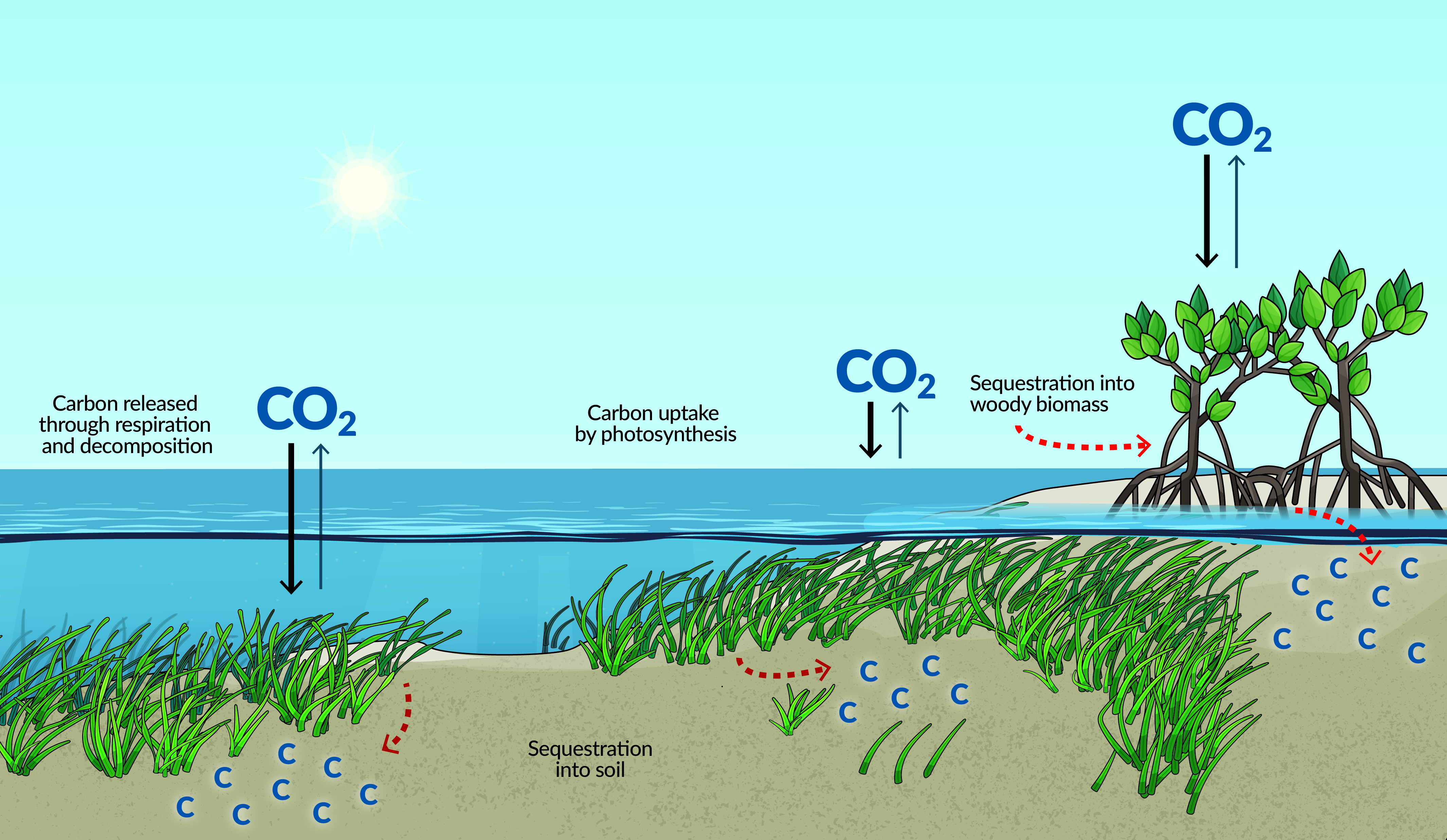Coastal Blue Carbon  The Pew Charitable Trusts