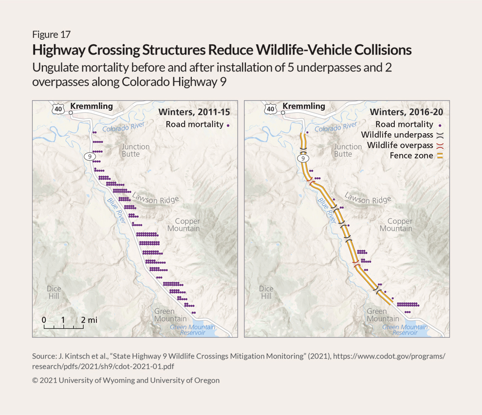 Two maps, side by side, show Colorado state Route 9 running northwest to southeast between Kremmling and the Green Mountain Reservoir. The map on the left shows purple dots arranged in clusters, some large, where dozens of animals, mostly mule deer, died in wildlife-vehicle collisions in winters from 2011 through 2015. The map on the right shows animal deaths from 2016 to 2020 after two overpasses and five underpasses, marked in black and red, respectively, were constructed to allow wildlife to safely cross the road. Protective fences, indicated with yellow lines on either side of the highway, run between the crossing structures to guide animals along the safe path. The purple dots on this map are far fewer and are concentrated at the southern end of the project where the fence ends, and just north of the first overpass.