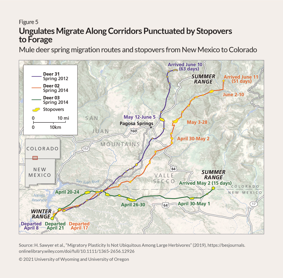 Map showing the paths taken by three mule deer moving from winter range near Aztec, New Mexico, to their summer ranges. The first, identified as Deer 31 and represented by a purple line, traveled for 63 days during 2012 and ended up well north of Pagosa Springs, Colorado, in the San Juan Mountains west of Route 160. The second, designated Deer 02, took 51 days in 2014 to reach summer range, also well north of Pagosa Springs but east of Route 160. And the third deer, Deer 01, migrated along the state line toward Chama over 15 days in 2014, mostly staying in New Mexico.  Each line also features several yellow sections representing spots where the deer “stopped over” to forage for periods of two to 25 days.
