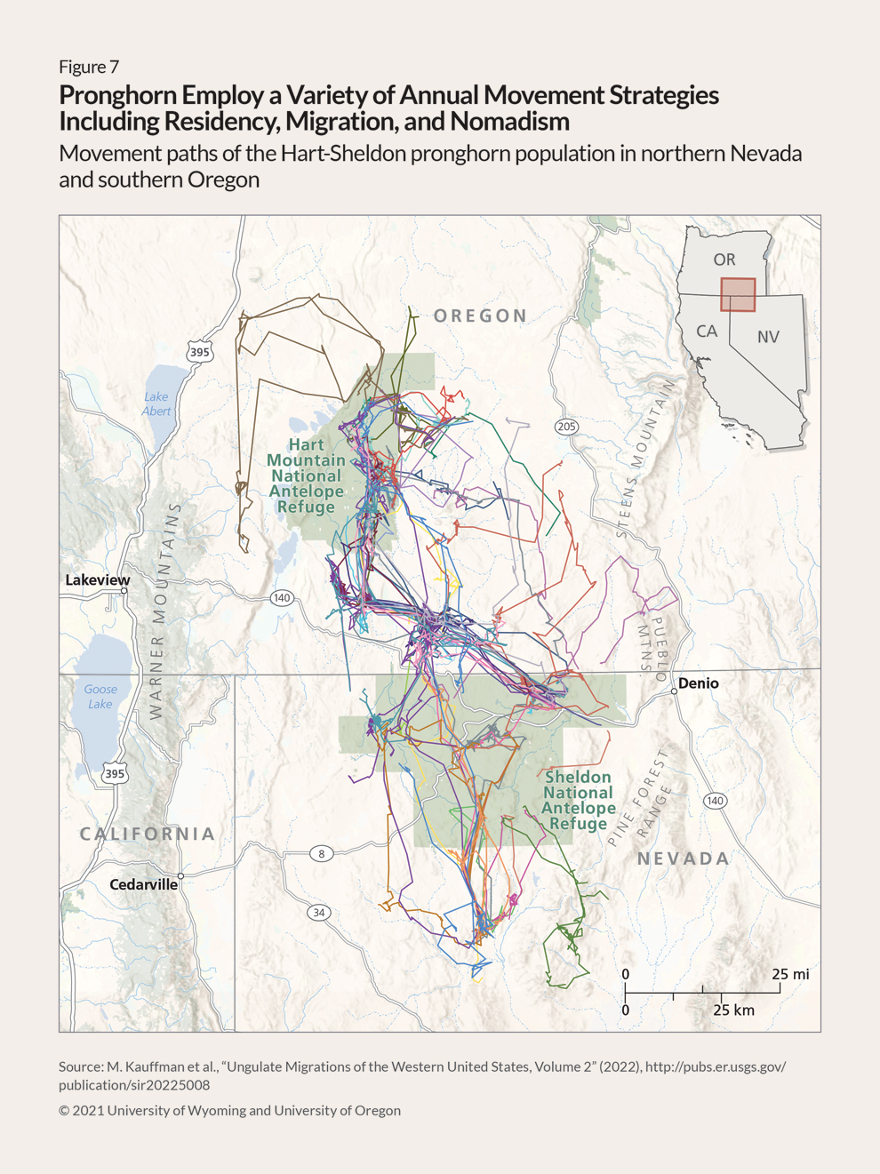 Map showing more than a dozen paths taken by various pronghorn from south of the Sheldon National Antelope Refuge—a large area in northwest Nevada—to northwest of the Hart Mountain National Antelope Refuge, a smaller area in southeastern Oregon. Some of the paths are short, indicating that those pronghorn are considered resident in those areas, while others move back and forth in a regular pattern between the two refuges, converging in a concentrated zone between the two protected areas, which means that those pronghorn are migrating. Still other lines wander in various directions, seemingly at random. Those pronghorn are considered nomadic. 