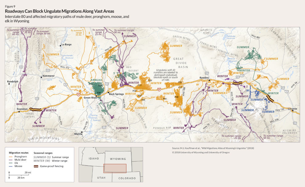 Map demonstrating the obstructive effect of roadways on ungulate migrations. The area covered roughly spans the Great Divide Basin, which is bisected by Interstate 80, which runs east to west along the length of southern Wyoming. Along the highway are shown dozens of migration routes of pronghorn (in yellow), mule deer (in purple), elk (in green), and moose (in blue). Most of the migrations start as lines miles away from the interstate and end in a chaotic jumble along the edge of the highway; very few cross the highway. 