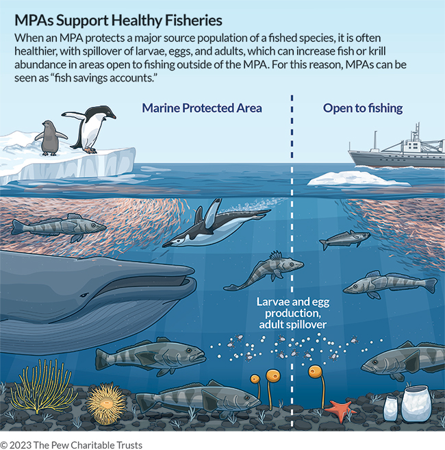 MPAs Support Healthy Fisheries