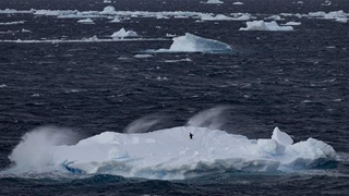 A lone penguin appears tiny, standing on an iceberg in a dark blue, windswept sea, with other icebergs behind it and the shore of a much larger ice floe in the far background. 