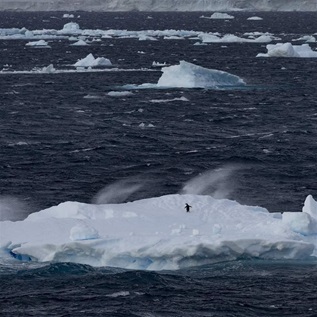 A lone penguin appears tiny, standing on an iceberg in a dark blue, windswept sea, with other icebergs behind it and the shore of a much larger ice floe in the far background. 