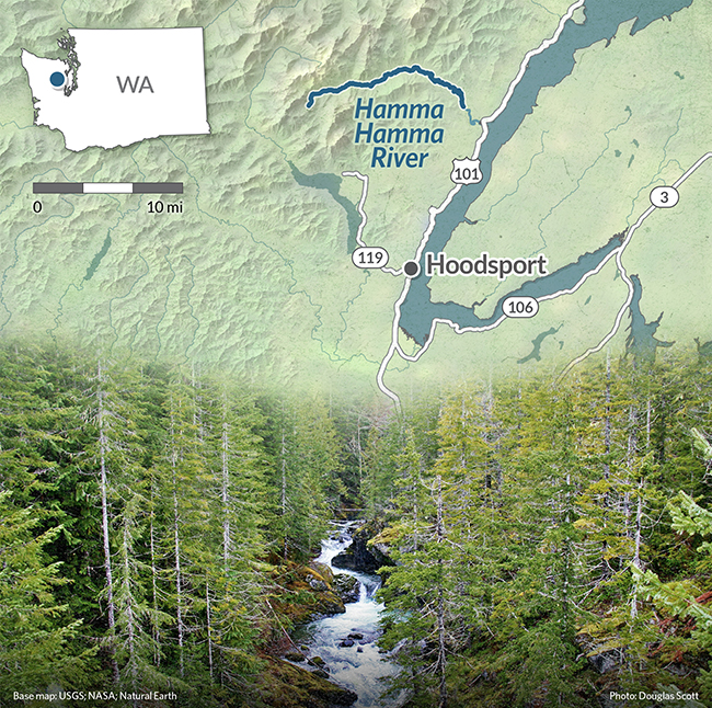 A river with white water winds through a forest of tall evergreen trees. Above, a topographic map of the area blends into the top of the photo of the forest and river, identifying where it is located within Washington state. 