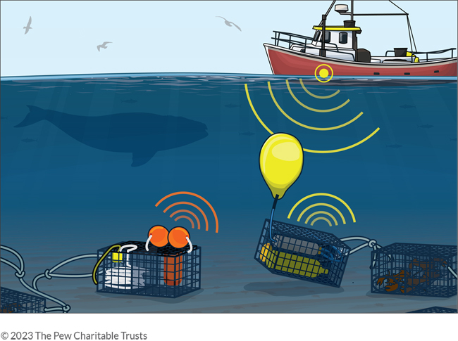 How 'pop-up' fishing gear could save whales and fishermen : NPR