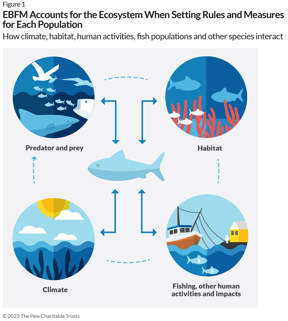 EBFM Accounts for the Ecosystem When Setting Rules and Measures for Each Population | How climate, habitat, human activities, fish populations and other species interact | Predator and prey, Habitat, Fishing, other human activities and impacts and Climate