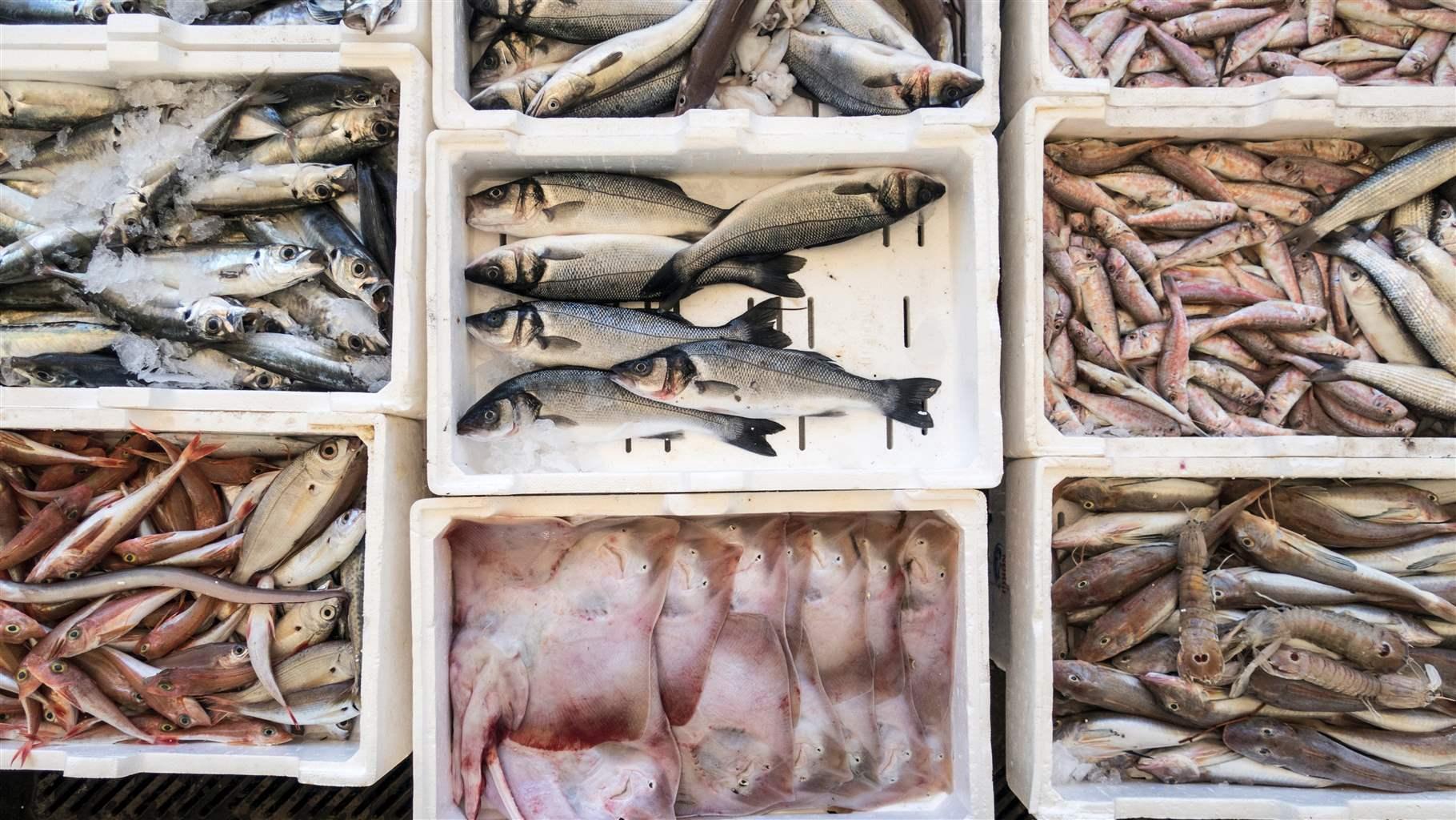 Six types of fish in shallow white bins are viewed from above. 