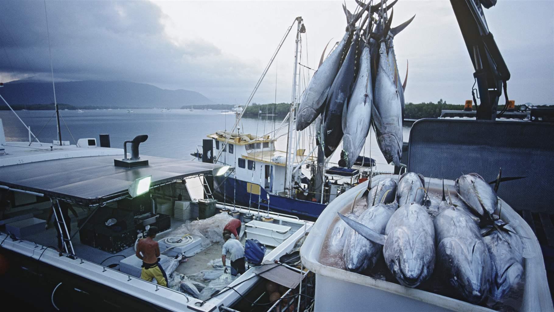 Fish hang from a crane beside a bin holding other fish, as they are unloaded from a vessel docked in calm waters on a cloudy day. Three workers are visible on the deck.