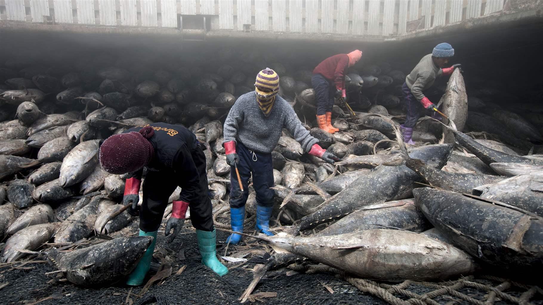  Four workers in rubber boots, sweaters, gloves, and wool hats stand amid and sort through hundreds of frozen tunas. 