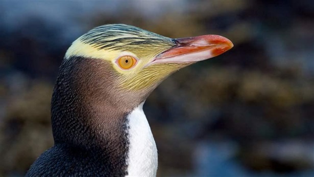 The Yellow-eyed Penguin Megadyptes antipodes or Hoiho is a rare penguin native to New Zealand.