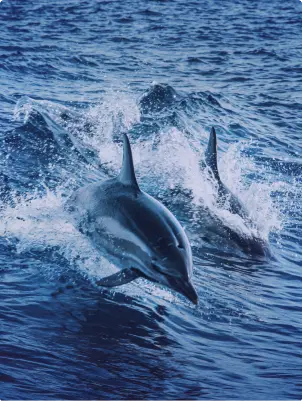 Two dolphins, one jumping out of the water