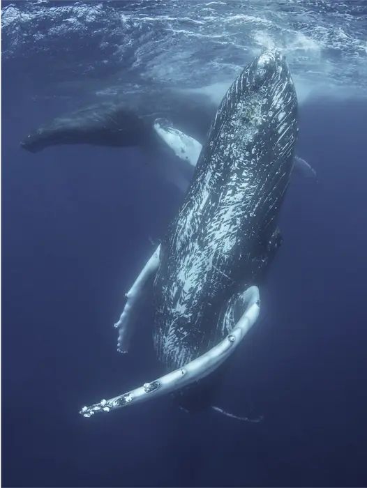 Two whales swimming in the ocean, one is about to surface