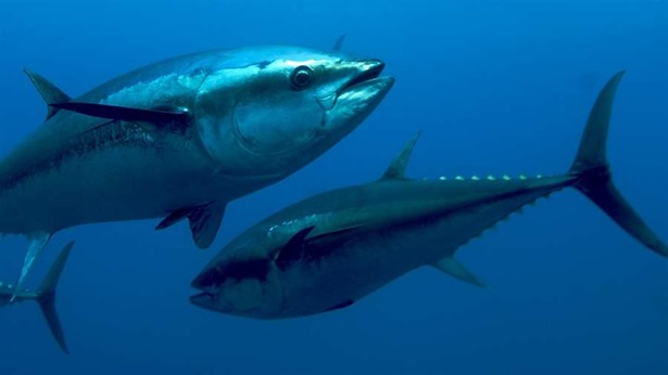 Global Tuna Conservation