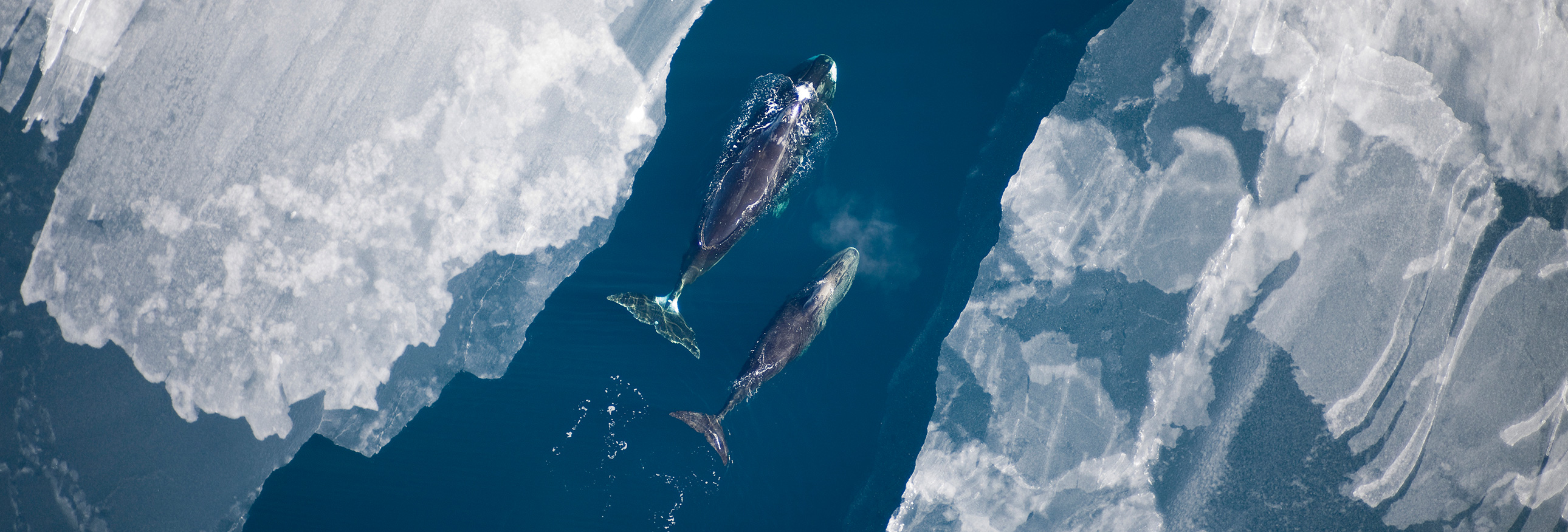 whales swimming between icebergs