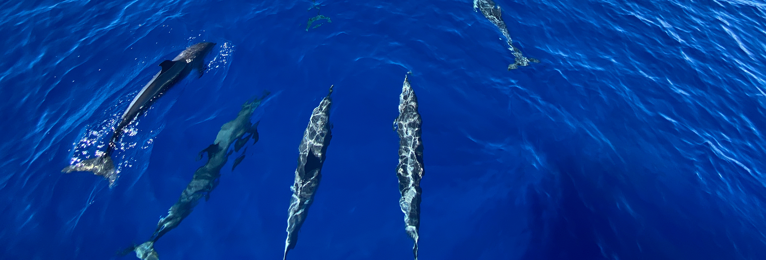 A squad of dolphins and bright blue water.