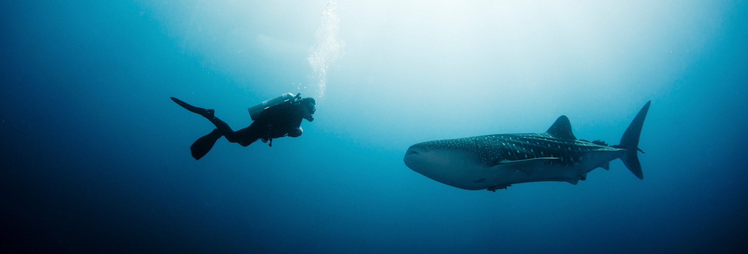 scuba diver and whale shark underwater