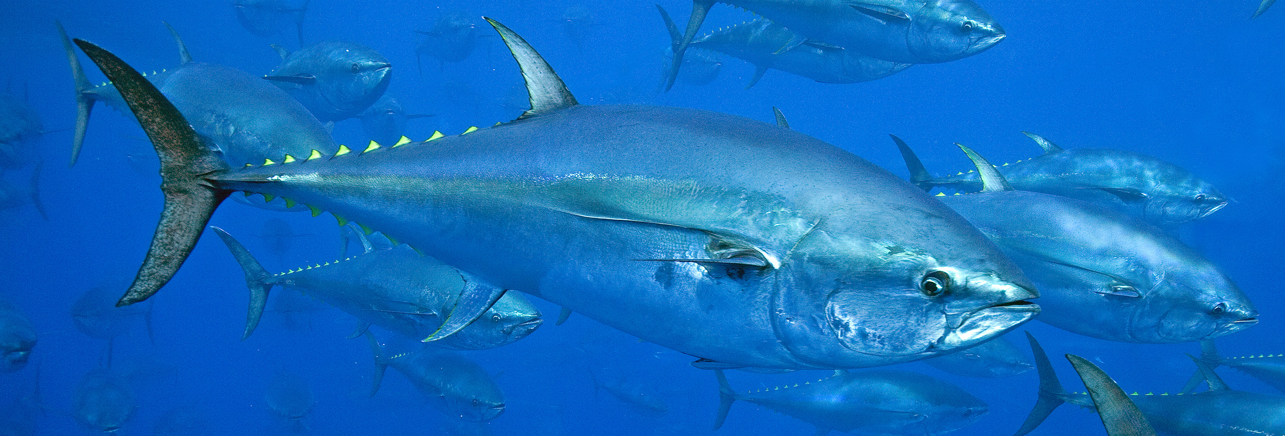 close up of tuna swimming in the ocean