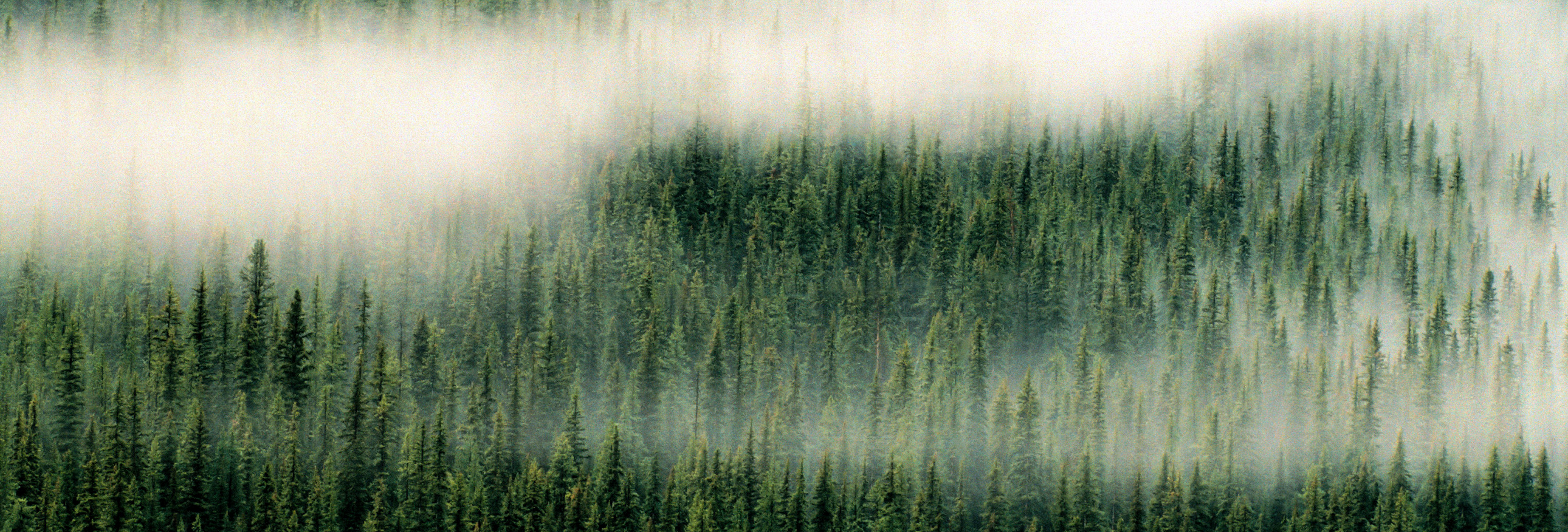 aerial view of forest in fog