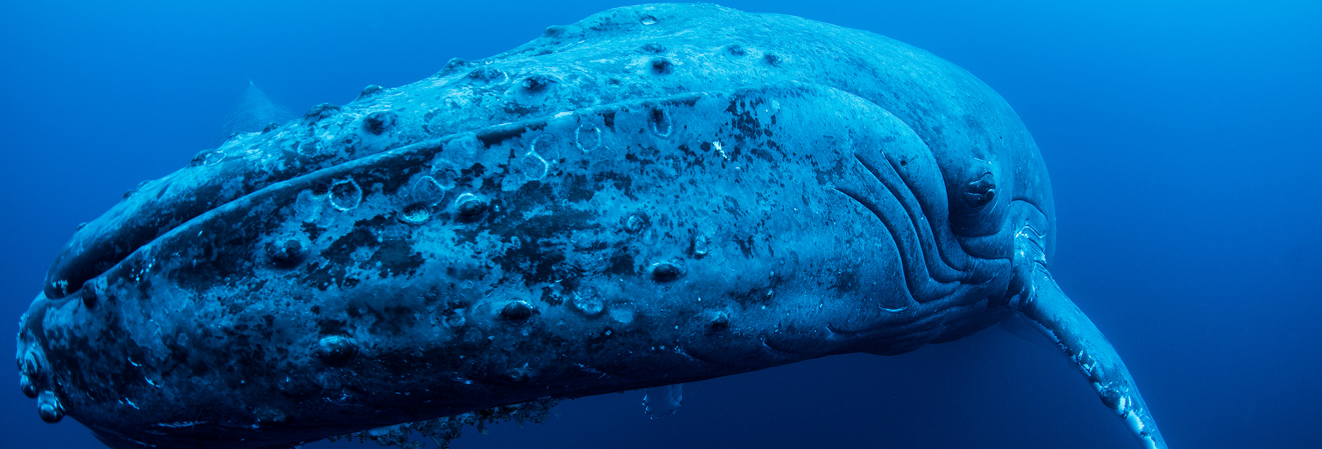 a humpback whale off the coast of Mexico