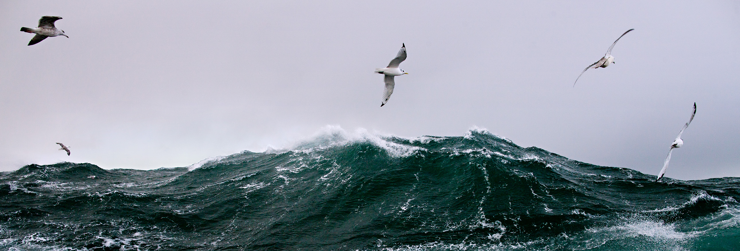 seagulls flying above rough waters
