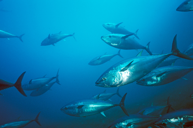 Pacific Bluefin Tuna