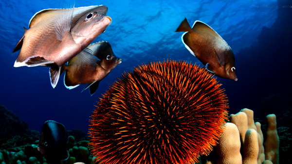 Easter Island’s waters are said to be some of the most unique in the world.