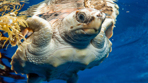 The Sargasso Sea is a unique marine environment half the size of the United States.