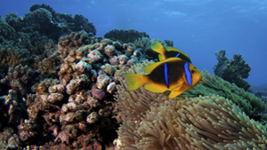 The waters around French Polynesia are home to 21 species of sharks and an exceptional coral reef system.