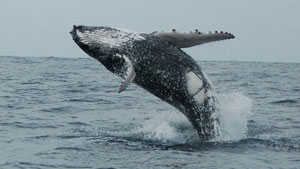 The waters of the Kermadec region are teeming with birds, whales, dolphins, fish, turtles, and other unique sea creatures.