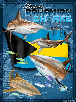 Bahamas Shark Poster