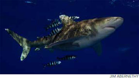 Oceanic Shark