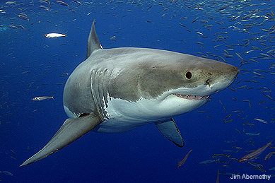 Great White Abernathy Shark