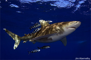 Oceanic Whitetip Shark