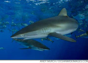 Silky Shark