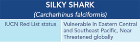 Silky Shark Chart