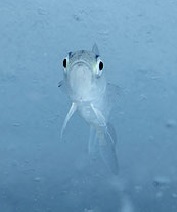 Arctic Cod