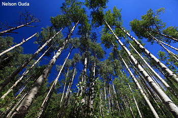 Tree Tops: Photo-Nelson Guda