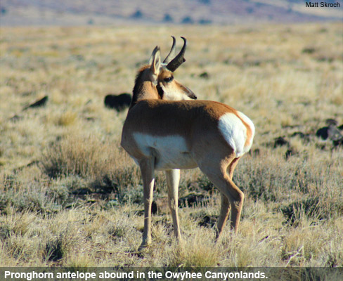 Pronghorn antelope abound in the Owyhee Canyonlands.