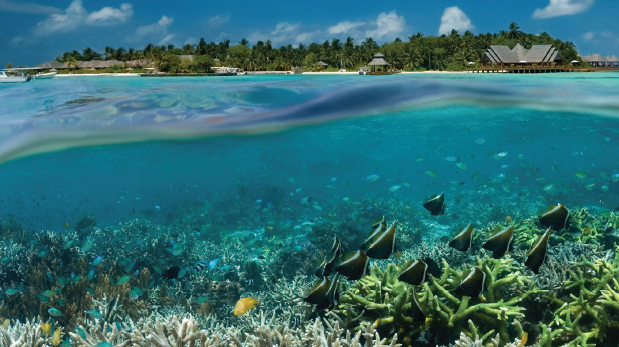 Coral Reefs Reduce Risks From Natural Hazards